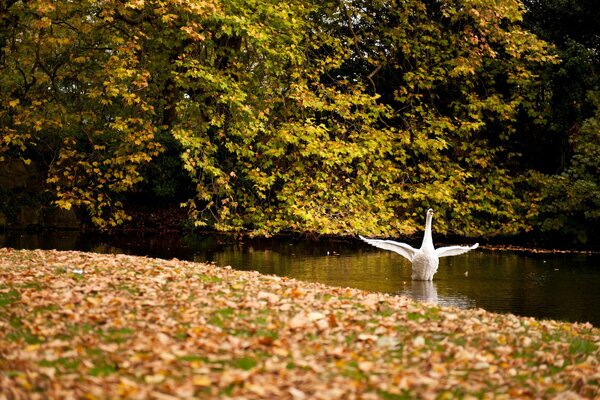 Alas de cisne en el bosque de otoño