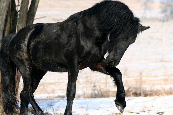 A black horse near a tree in the snow