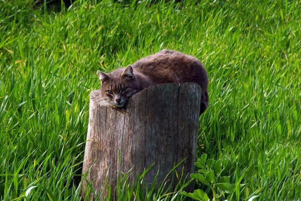 Die Katze liegt auf einem trockenen Stumpf