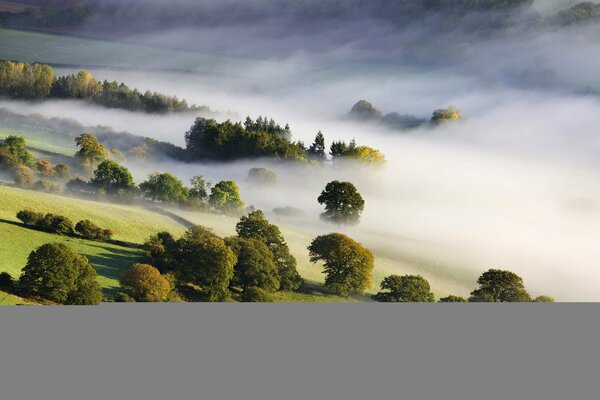 Valle de niebla y árboles verdes