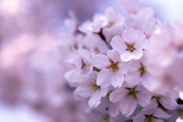 Árbol de primavera de color rosa bellamente floreciente