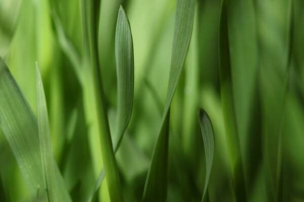 Schmale Streifen von Grasblättern Nahaufnahme