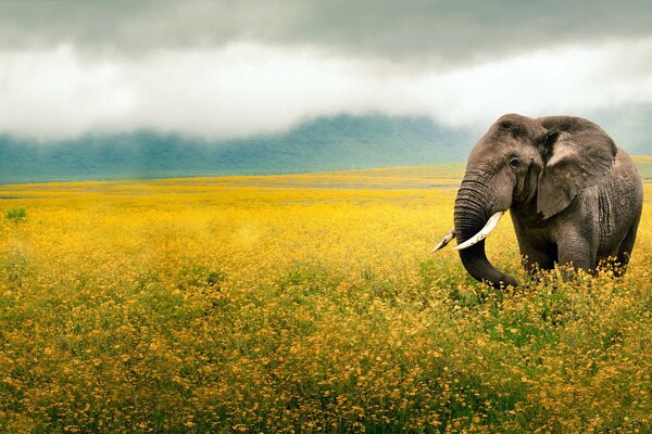 An elephant with large tusks on the background of a yellow clearing in the fog