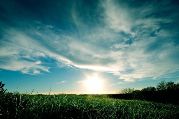 Grass on the field in the sun