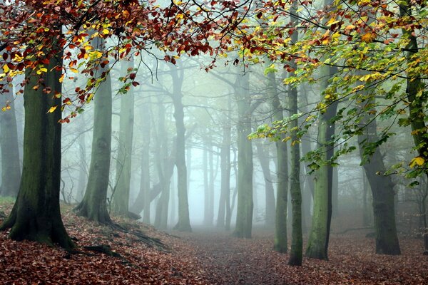 Fog in a fabulous autumn forest