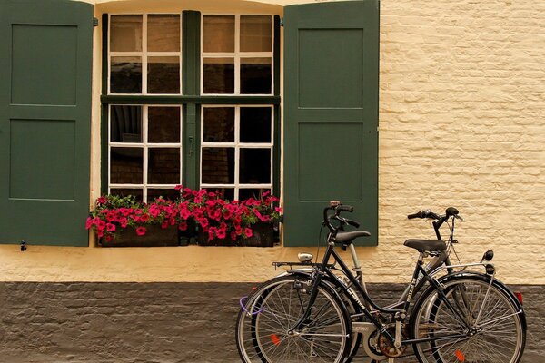 Biciclette sull acqua della finestra con i fiori