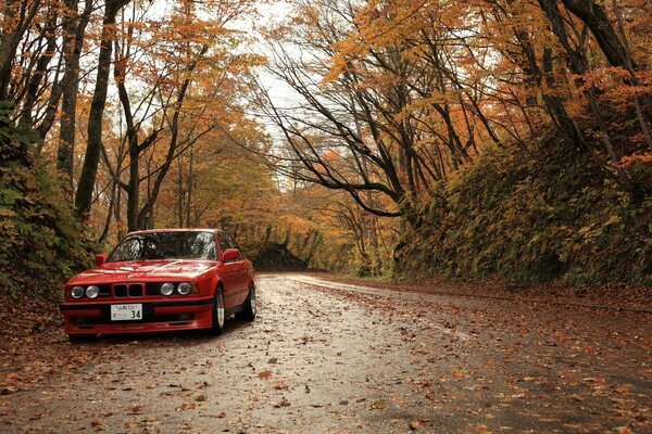 Coche rojo en el fondo del otoño amarillo