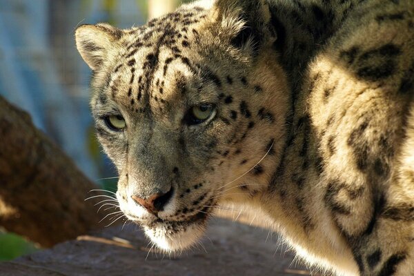 La mirada del leopardo de las Nieves