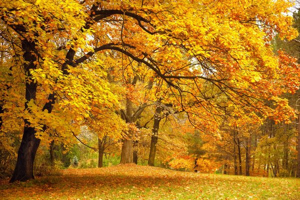 Beautiful orange-yellow park