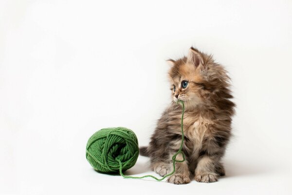 Gatito jugando con un Club de hilo