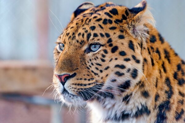 Mirada de leopardo. Depredador manchado