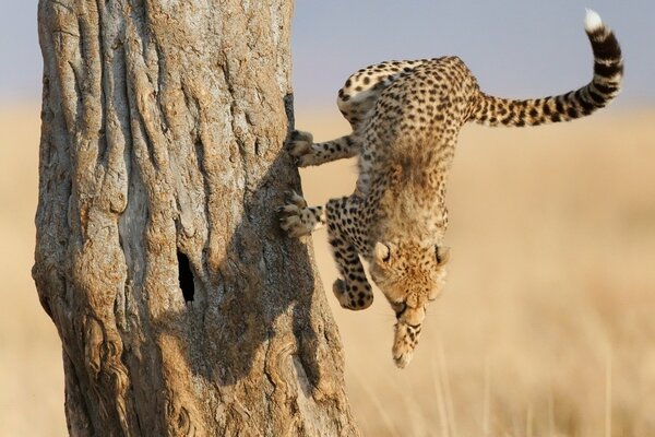 Cheetah jump. Predator in the savanna