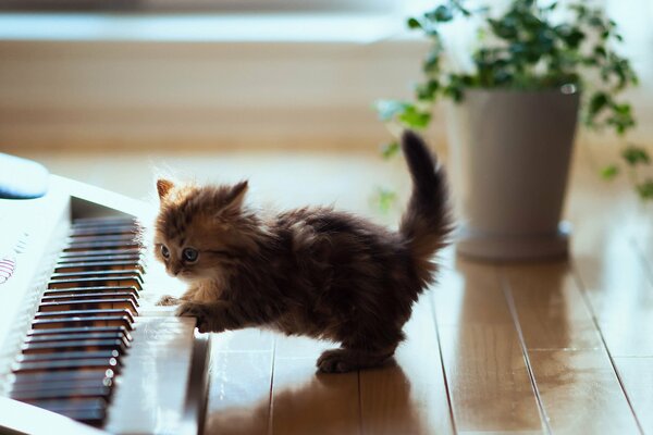 Gatito juguetón al lado del sintetizador