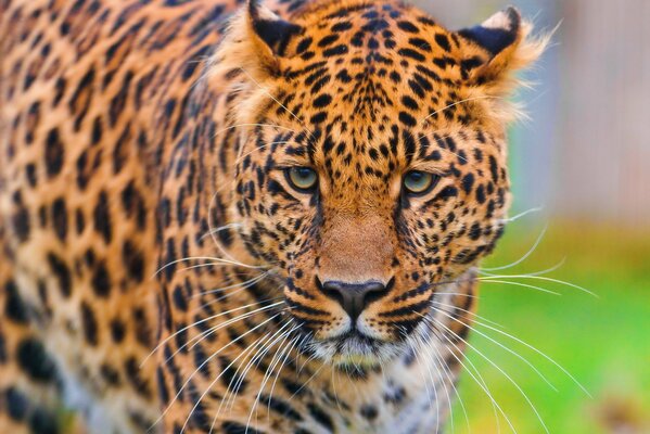 Schöner Leopard beobachtet Menschen