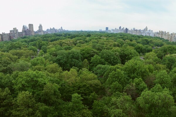 Green forest outside the city