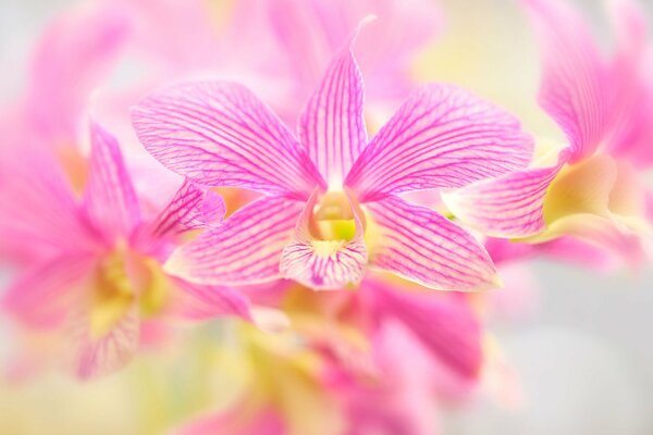 Zarte Frühlingsblüten der Orchidee