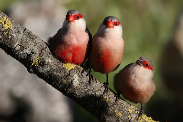 Trois beaux oiseaux au plumage rouge