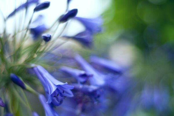 Cloches bleu-bleu sur fond blanchi