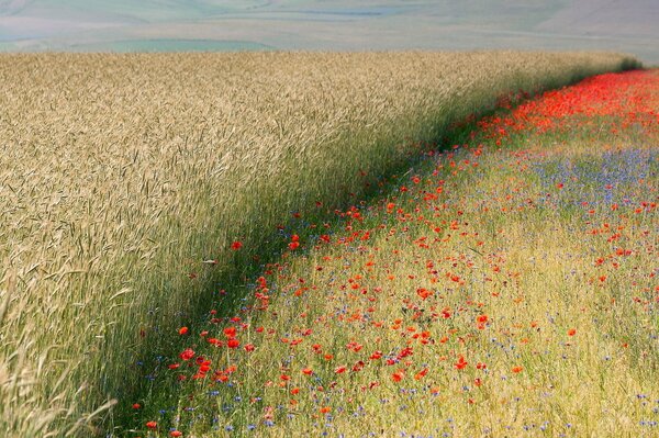 Ears and poppies in a field with a path