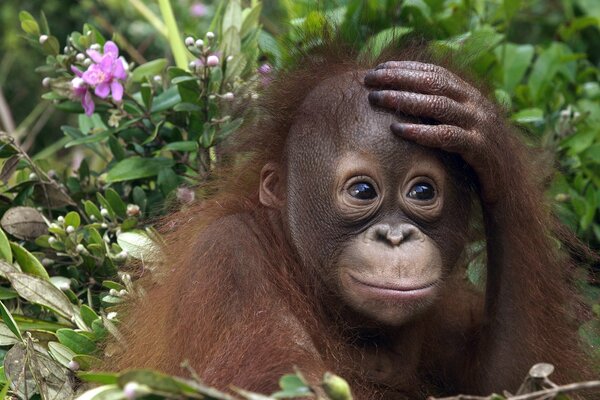 Baby monkey orangutan is waiting for mom with prey