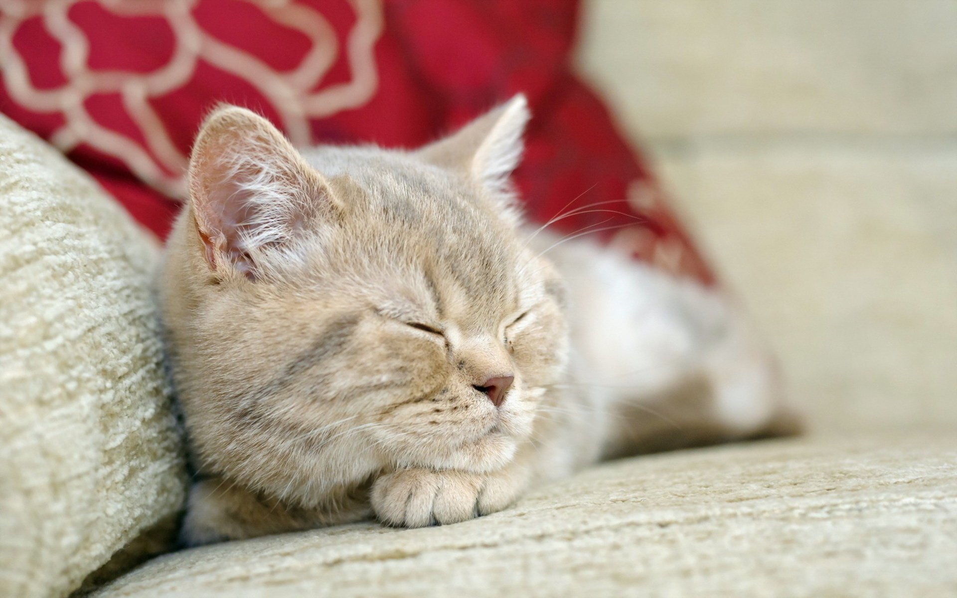 gato sueño coño