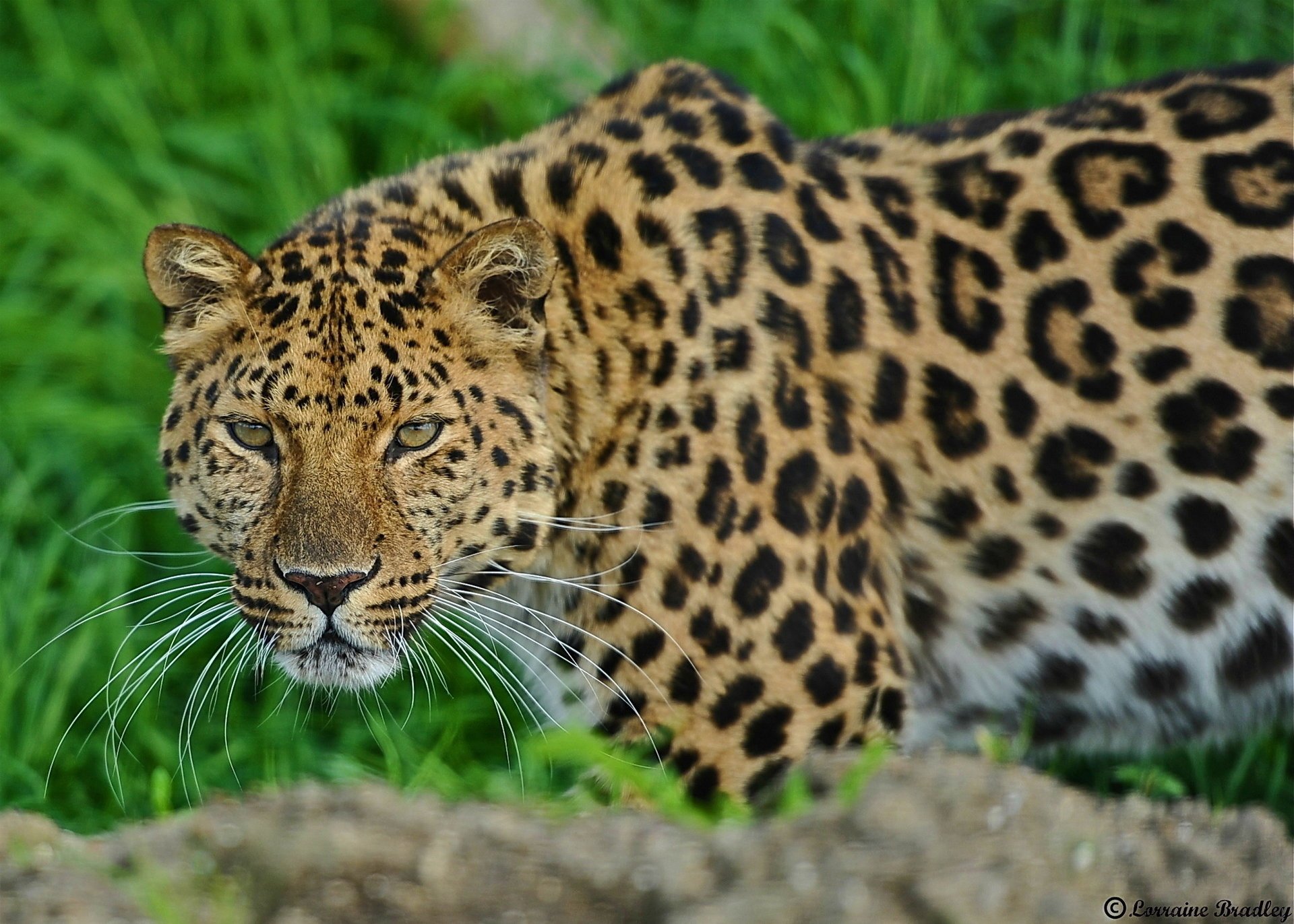 leopard steht leopard schnauze schaut