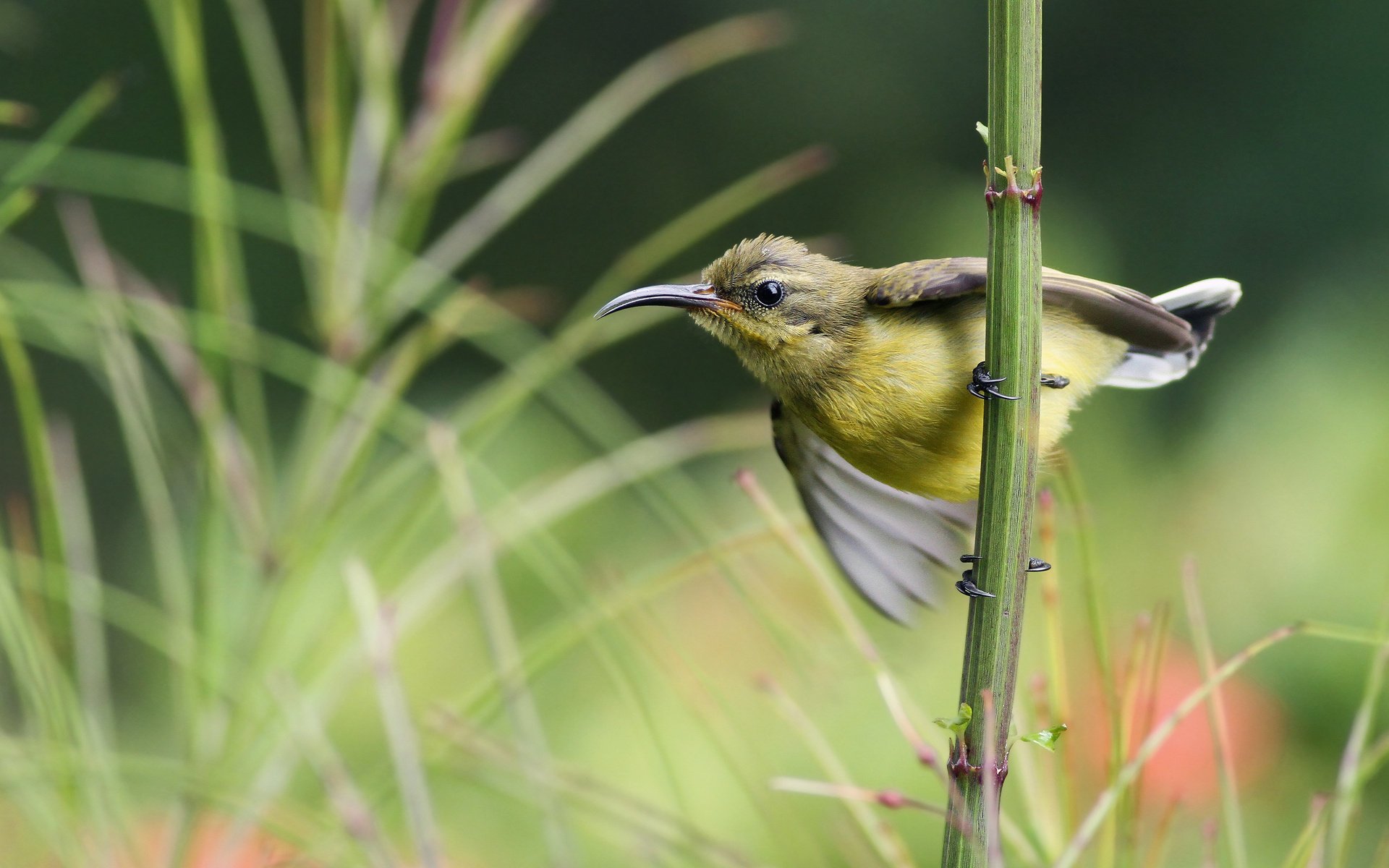 ptak sunbird nektarnica ptak trawa gałąź