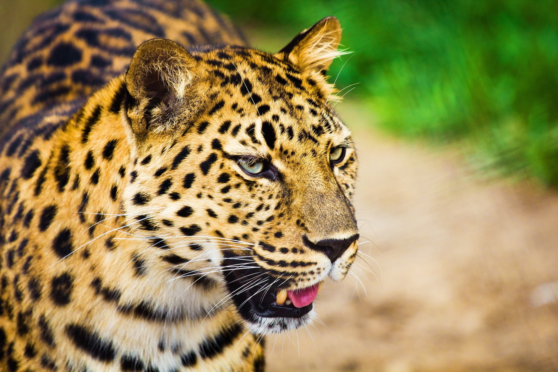 grande gatto maculato leopardo muso baffi sguardo