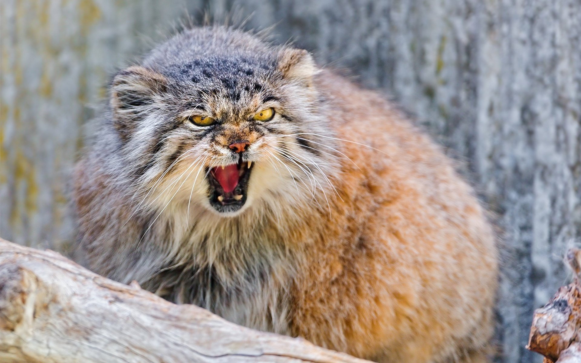 manul animales bosque naturaleza