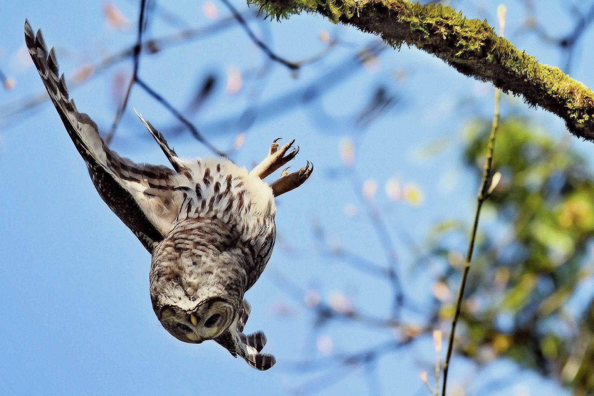 vers le bas aile branche tombe vole hibou