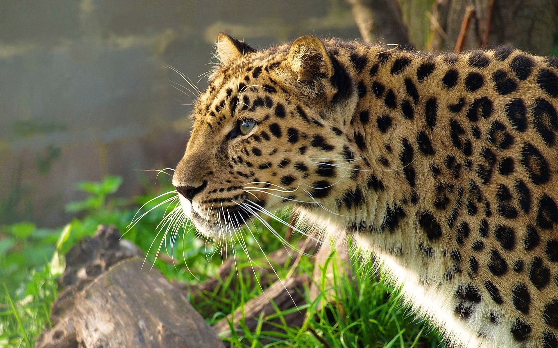 леопард leopard дальневосточный panthera pardus морда