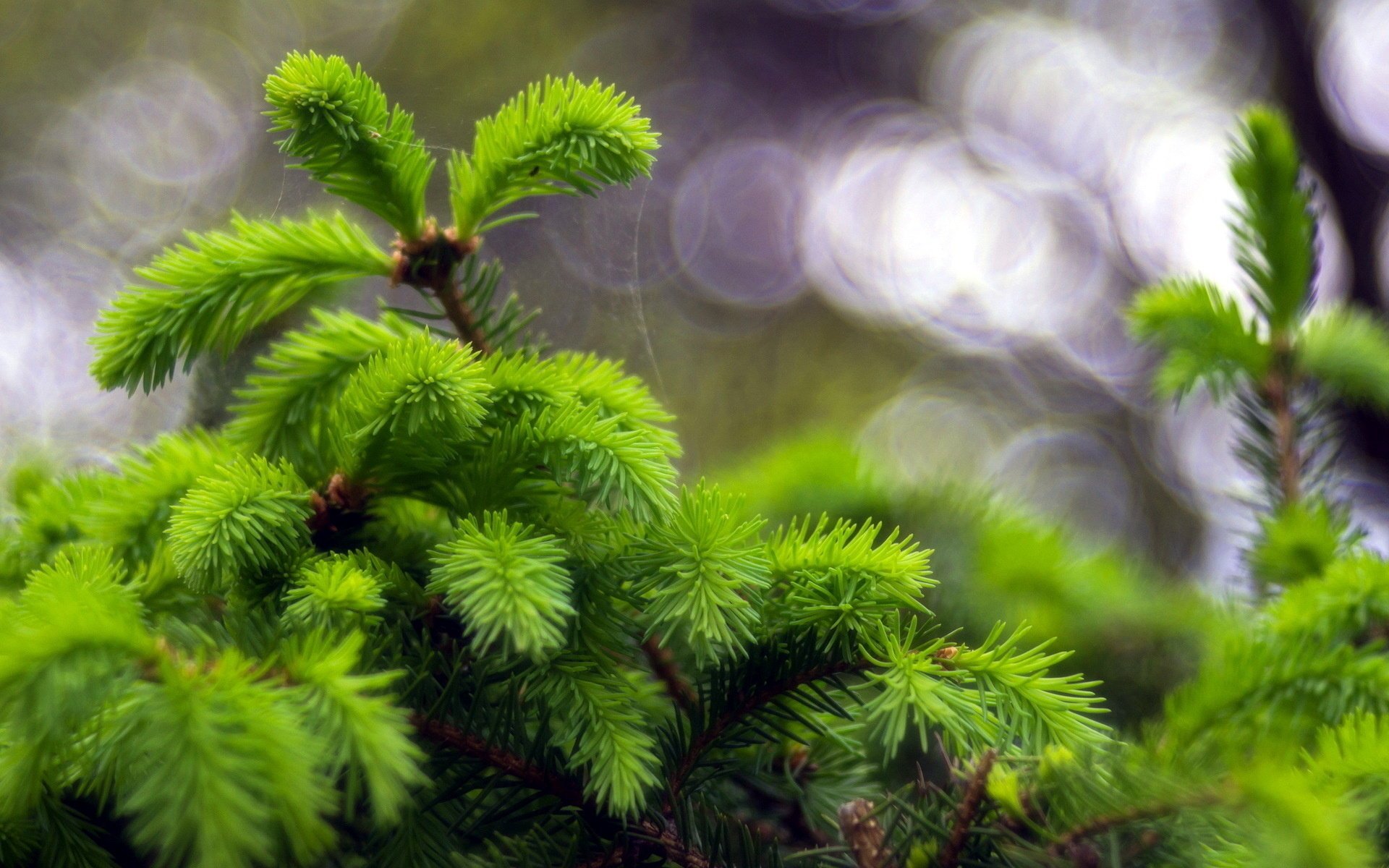 weihnachtsbaum natur makro