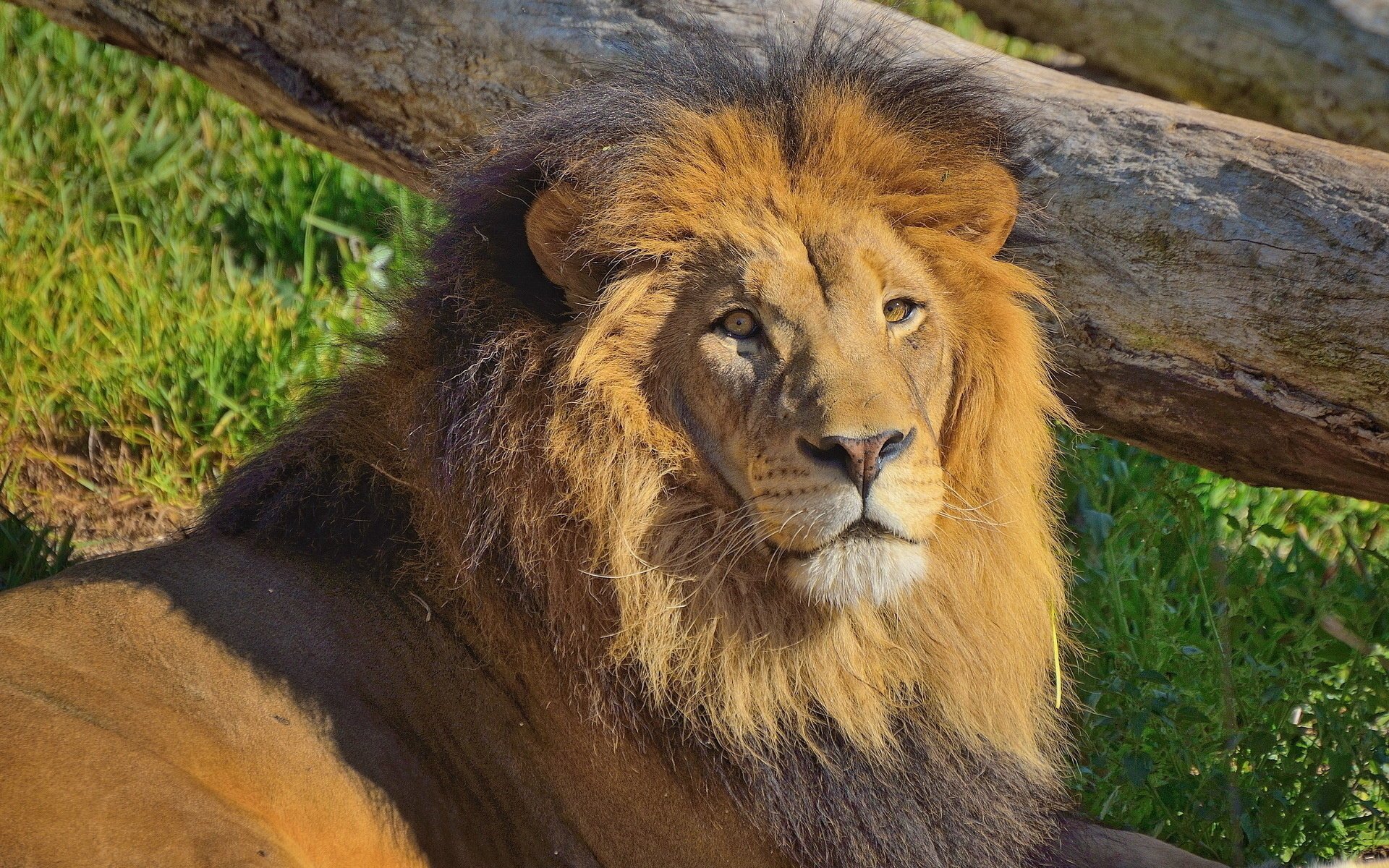 león descanso hocico mirada