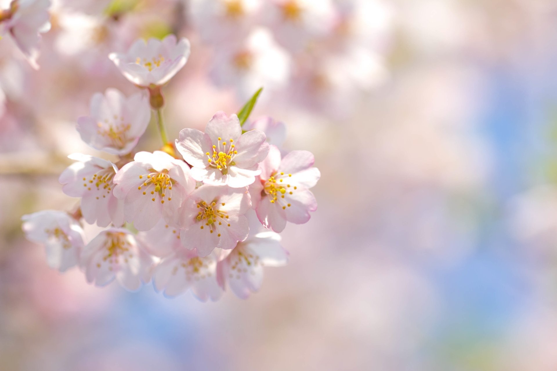 akura flowers branch cherry the sky pink petal