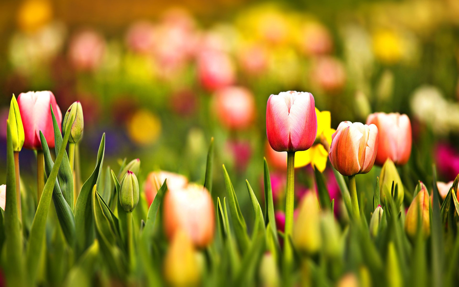 blumen tulpen grün rot gelb makro gras