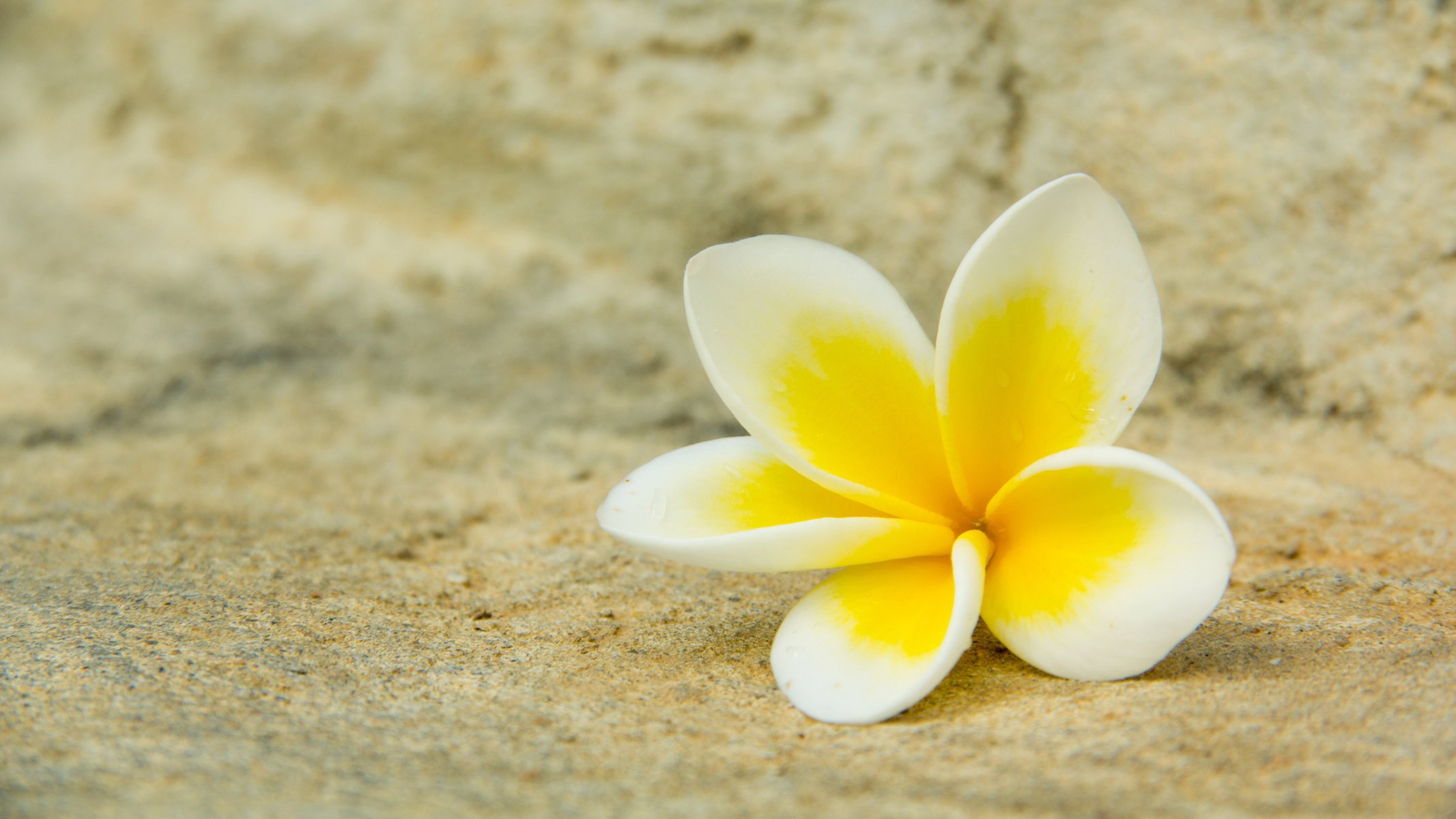 fleur pétales blanc plumeria gros plan jaune