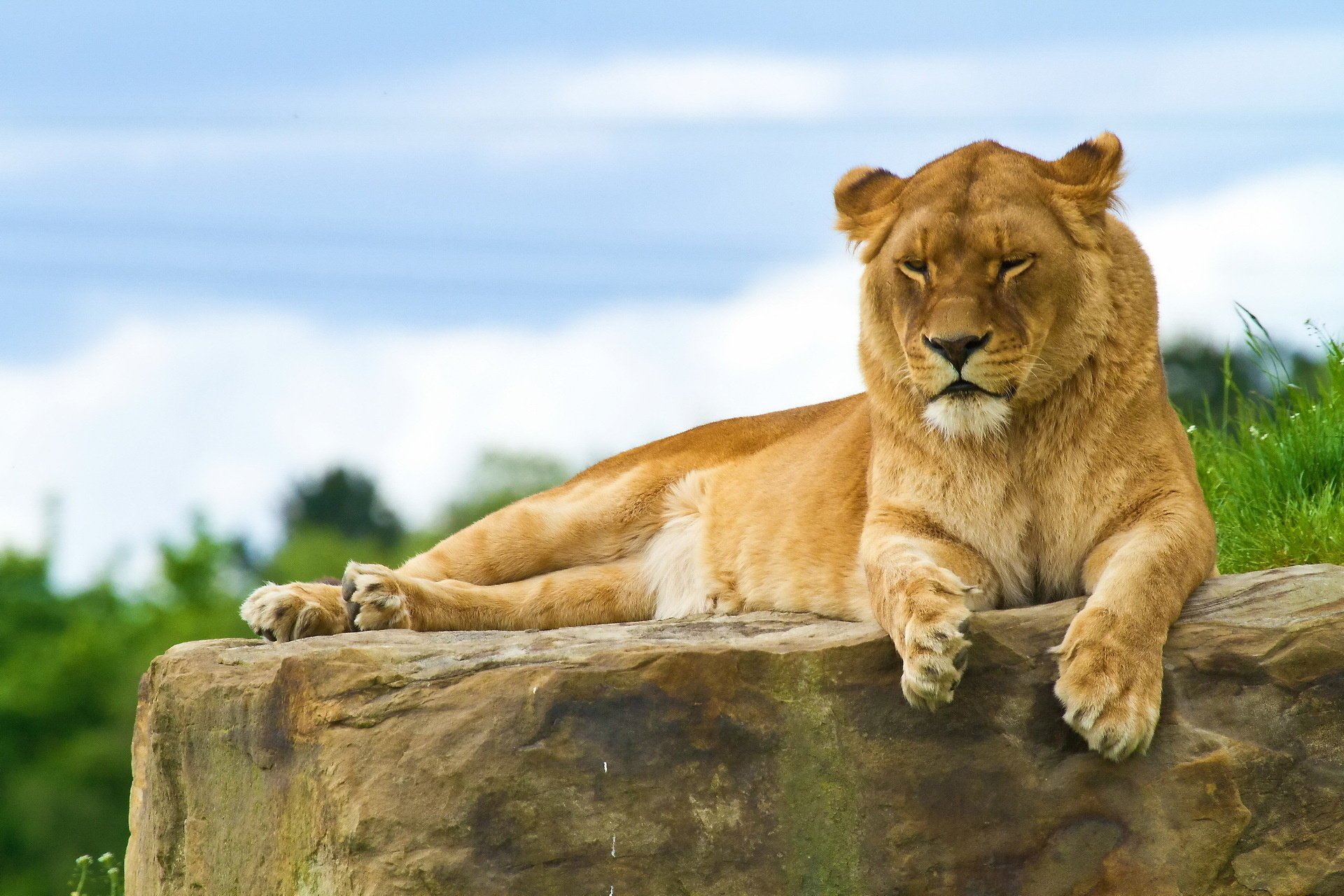 lion repos couché sur la pierre