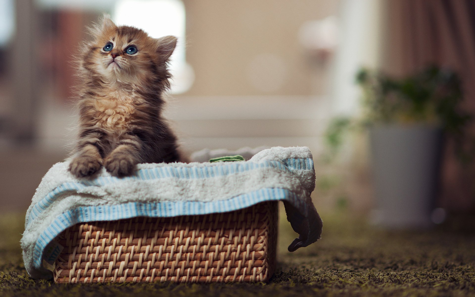 cat yeux paws eyes blue eyes cute cat kitty