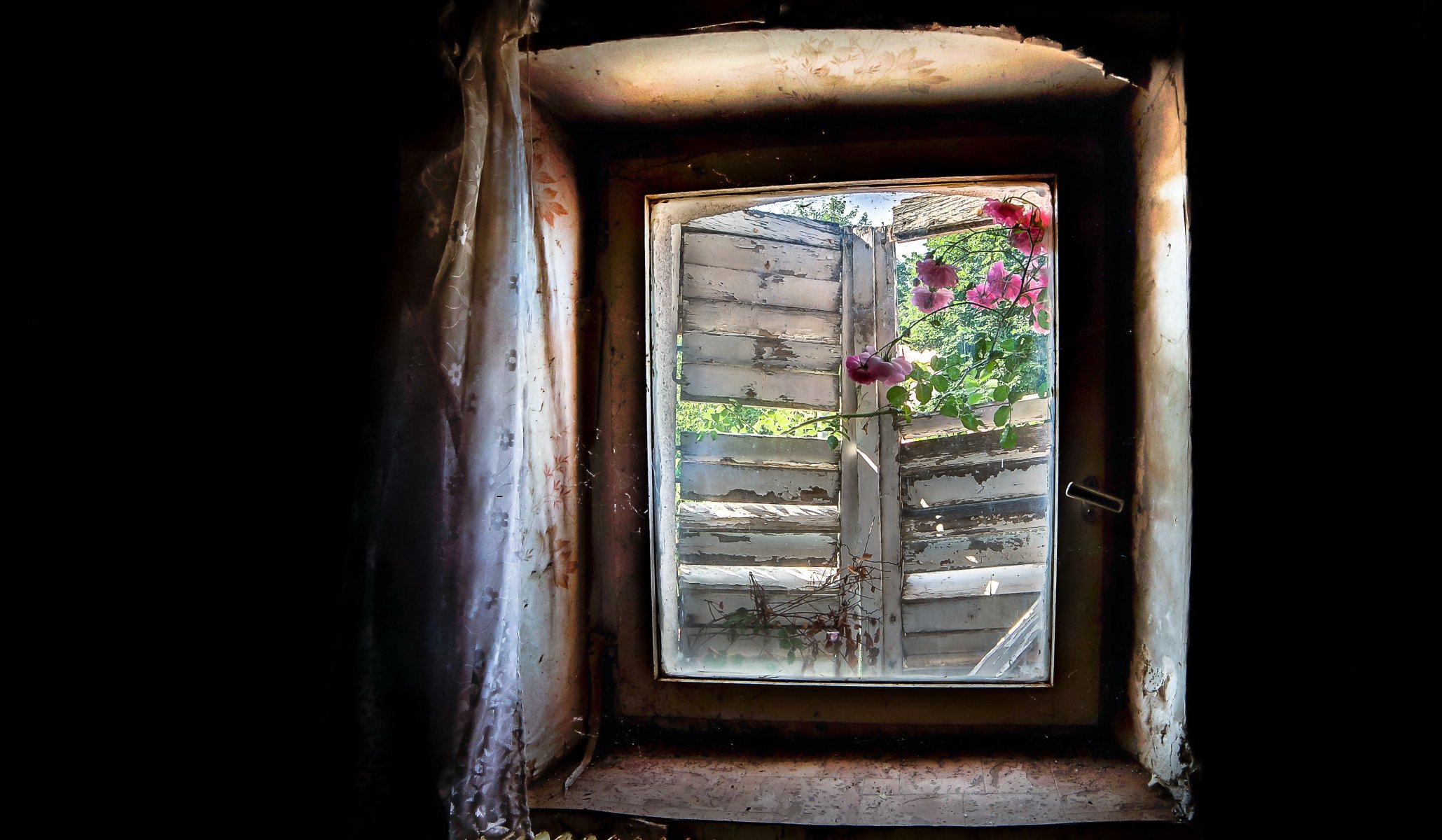 fenster blumen hintergrund