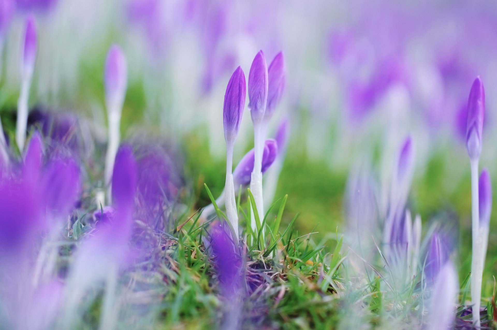 closed crocuses flowers spring