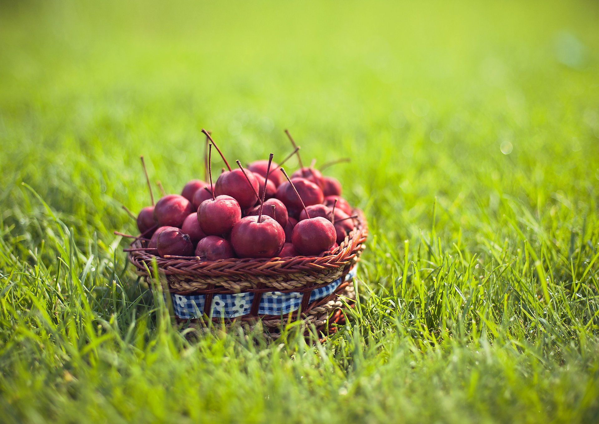 ranetki alimento frutta erba cestino