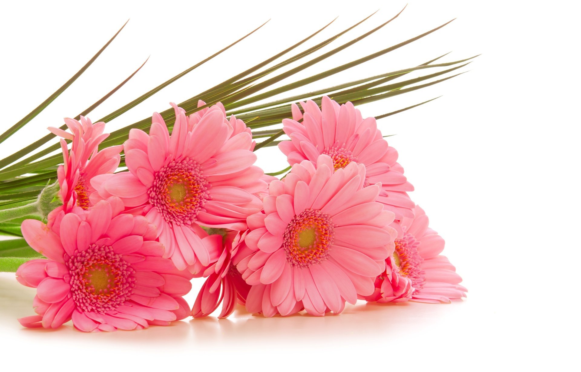 gerbera fleurs fond blanc gerbera rose