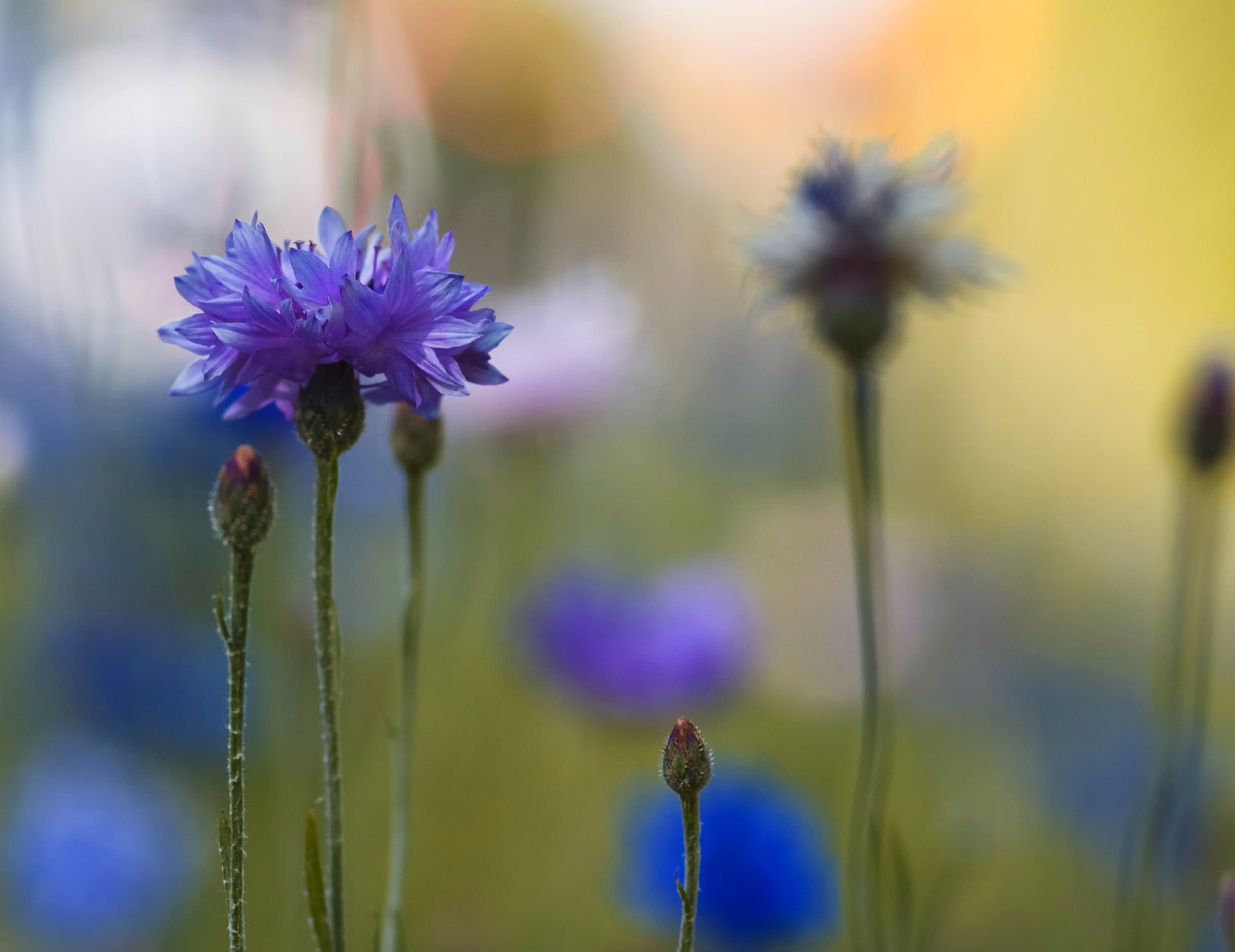 bleuets flou bleu gros plan