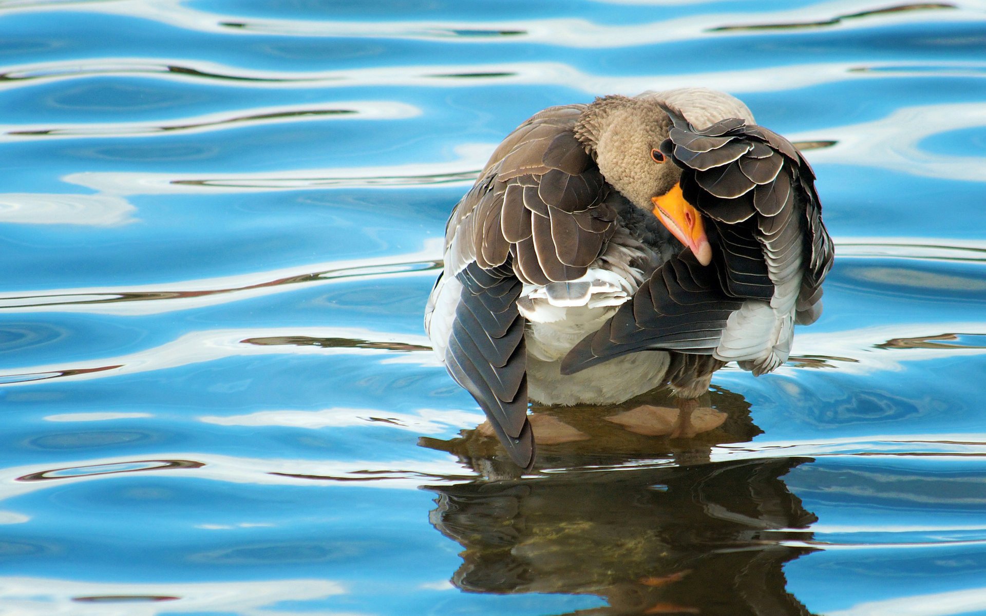 background feathers bird ruffle water goose surface duck