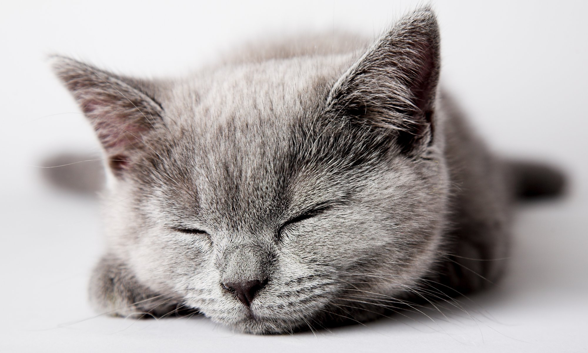 cat cat cat kitten grey sleeping kitten