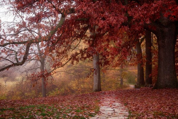 Sendero del parque de otoño en follaje rojo