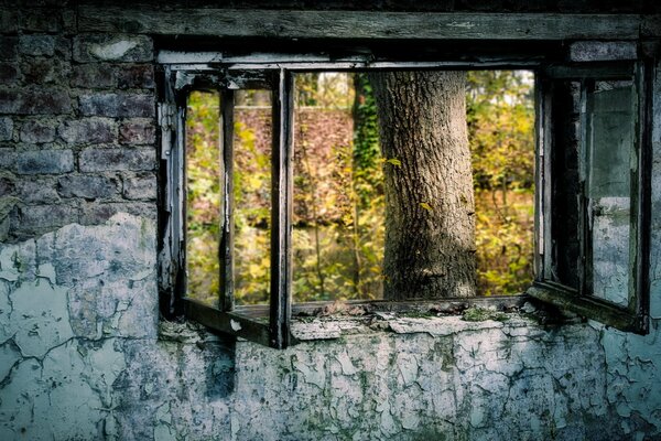 Fenster aus einem schrecklichen Raum in einem schönen Herbst