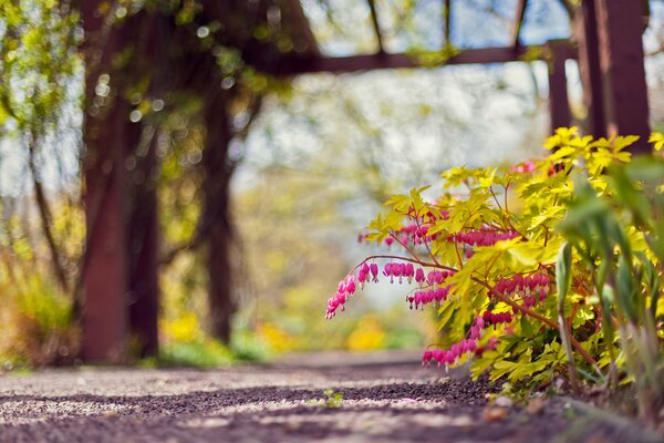 Mixborder con fiori sullo sfondo del percorso del Parco