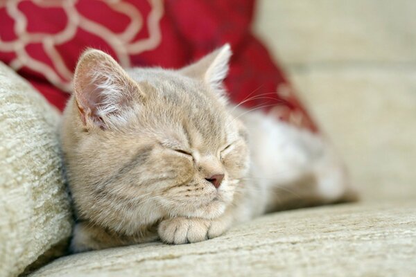 Chat dort doucement sur le canapé