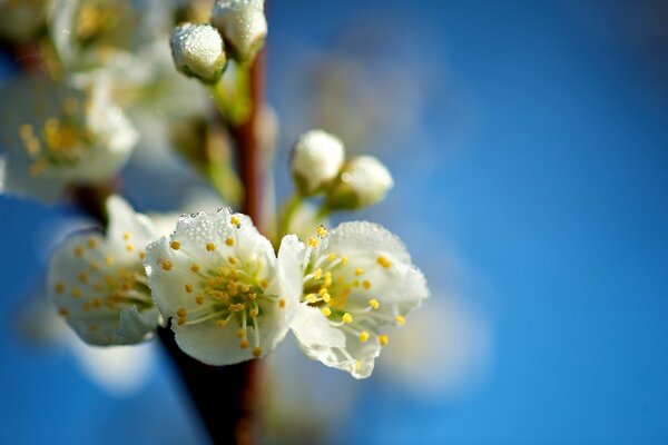 Fotografía macro de una rama de flores